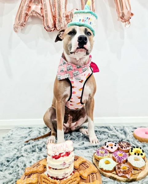Reasons to Celebrate Your Dog's Birthday and Our Recommendations!